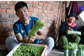 Anh Võ Mạnh Tú phân loại măng tây trước khi bán. (Ảnh: Lê Ngọc Phước/TTXVN) 