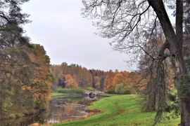 Đắm chìm trong sắc vàng của mùa Thu nơi 'Làng vua' St. Petersburg