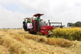 Nông dân thị xã Long Mỹ thu hoạch lúa Đông Xuân 2020-2021. (Ảnh: Hồng Thái/TTXVN) 