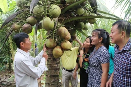 Dừa sáp. (Ảnh: Thanh Hòa/TTXVN) 