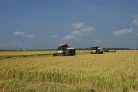 Thu hoạch lúa tại cánh đồng xã Láng Dài, huyện Đất Đỏ, Bà Rịa-Vũng Tàu. (Ảnh: Hoàng Nhị/TTXVN)