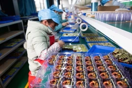 Công nhân lắp ráp linh kiện điện tử tại một nhà máy ở huyện Đào Viên, tỉnh Hồ Nam, Trung Quốc ngày 20/2. (Nguồn: THX/TTXVN) 