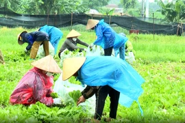 Phụ nữ Bắc Ninh đội mưa thu hoạch nông sản chi viện cho người Hà Nội
