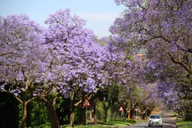 [Photo] Pretoria - thành phố hoa phượng tím của Nam Phi
