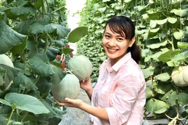Một thanh niên ở Vĩnh Long khởi nghiệp với mô hình trồng dưa lưới trong nhà màng. (Ảnh: Lê Thúy Hằng/TTXVN) 