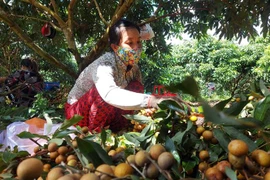 Nông dân thu hoạch nhãn tại quận Ô Môn, Cần Thơ. (Ảnh: Thu Hiền/TTXVN) 