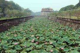 [Photo] Ngắm những bông sen dịu dàng thơm ngát ở xứ Huế