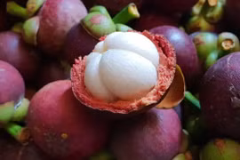 Măng cụt Lái Thiêu. (Nguồn: nongnghiep.vn) 