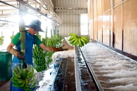 Công nhân làm việc tại một xưởng chế biến chuối của Công ty Nông nghiệp Nam Lào tại tỉnh Attapeu. (Ảnh: Phạm Kiên/TTXVN)