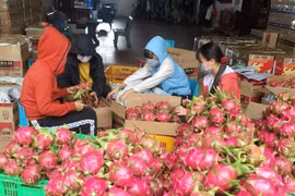 Gia đình chị Trần Thị Thu Thảo (xã Cư Êbur, thành phố Buôn Ma Thuột) thu hoạch thanh long. (Ảnh: Hoài Thu/TTXVN)