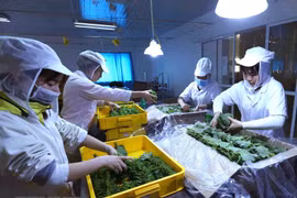 Công ty Cổ phần May Hồ Gươm đầu tư trồng tía tô xanh lấy lá xuất khẩu sang thị trường Nhật Bản. (Ảnh: Vũ Sinh/TTXVN)