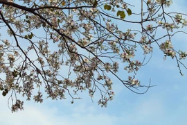 Chiêm ngưỡng vẻ đẹp thuần khiết của sắc hoa ban núi rừng Tây Bắc