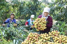 Hộ nông dân ở Hưng Yên thu hoạch vải. (Ảnh: Vũ Sinh/TTXVN) 