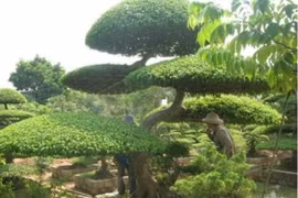 Về tỉnh Nam Định thăm làng nghề của những 'kỳ hoa dị thảo'