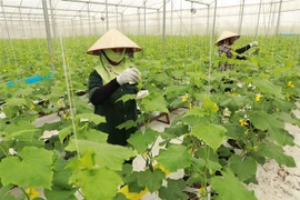 Hợp tác xã rau sạch Yên Dũng ở xã Tiến Dũng, huyện Yên Dung, tỉnh Bắc Giang có diện tích hơn 60ha trồng các loại rau ăn lá, mỗi tháng cung cấp khoảng 200 tấn sản phẩm phục vụ thị trường trong và ngoài tỉnh. (Ảnh: Vũ Sinh/TTXVN) 