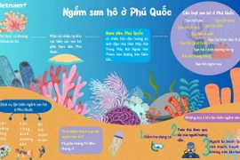 Khám phá đại dương, lặn biển ngắm san hô ở Phú Quốc