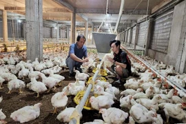 Trang trại nuôi gà tại Đồng Nai. (Ảnh: Lê Xuân/TTXVN)