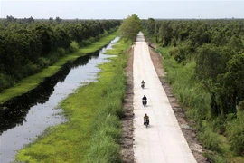 Rừng tràm U Minh Thượng (Kiên Giang). (Ảnh: Lê Huy Hải/TTXVN) 
