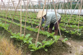 Bà Nguyễn Thị Nhàn, thôn Trung Oai, xã Tiên Dương, Đông Anh, đang chăm sóc ruộng rau cải canh sắp đến thời kỳ thu hoạch. (Ảnh Mạnh Khánh/TTXVN) 
