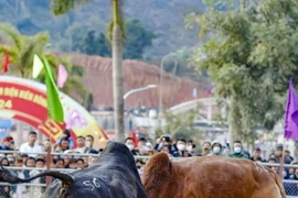 Hội chọi bò đầu Xuân tại Điện Biên
