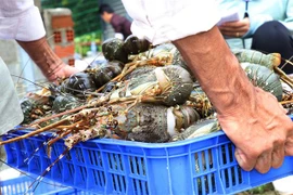 Hàng loạt vùng nuôi tôm hùm ở hai tỉnh Phú Yên và Khánh Hòa rơi vào cảnh lao đao. (Ảnh: Phạm Cường/TTXVN)