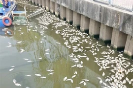 Xác cá dạt vào dọc khu vực bờ kè trên đường Trường Sa (quận Phú Nhuận). (Ảnh: Hồng Giang/TTXVN)