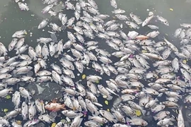 Xác cá nổi khắp mặt kênh. (Ảnh: Hồng Giang/TTXVN)