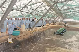 Tỉnh Bạc Liêu hiện có hơn 2.000ha tôm được nuôi theo mô hình siêu thâm canh ứng dụng công nghệ cao. (Ảnh: Chanh Đa/TTXVN)