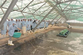Tỉnh Bạc Liêu hiện có hơn 2.000ha tôm được nuôi theo mô hình siêu thâm canh ứng dụng công nghệ cao. (Ảnh: Chanh Đa/TTXVN)