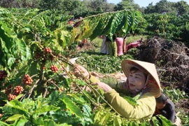 Người dân thôn Sơn Lợi, xã Thọ Sơn, huyện Bù Đăng, tỉnh Bình Phước vào vụ thu hoạch càphê. (Ảnh: K GỬIH/TTXVN)