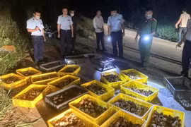 Lực lượng chức năng tỉnh Lạng Sơn liên tiếp thu giữ số lượng lớn gia cầm giống nhập lậu. (Ảnh: TTXVN phát)