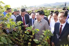 Chủ tịch Quốc hội Vương Đình Huệ thăm vùng trồng càphê tại bản Hoàng Văn Thụ, xã Hua La, thành phố Sơn La. (Ảnh: Doãn Tấn/TTXVN)