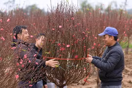 Mua hoa đào dịp Tết. (Nguồn: TTXVN)
