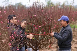 Mua hoa đào dịp Tết. (Nguồn: TTXVN)