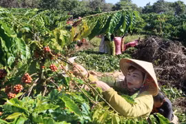 Người dân thôn Sơn Lợi, xã Thọ Sơn, huyện Bù Đăng, tỉnh Bình Phước vào vụ thu hoạch càphê. (Ảnh: K GỬIH/TTXVN)