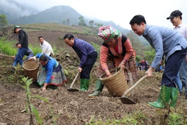 Bí thư Tỉnh ủy Yên Bái Đỗ Đức Duy tham gia trồng khoai sọ nương cùng đồng bào Mông ở thôn Mù Thấp, xã Bản Mù, huyện Trạm Tấu. (Ảnh: Việt Dũng/TTXVN)