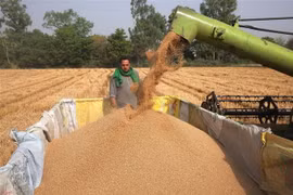 Thu hoạch lúa mỳ trên cánh đồng tại Amritsar, bang Punjab, Ấn Độ. (Ảnh: THX/TTXVN)