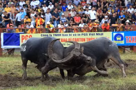 Pha móc cáng sừng của hai “ông” trâu. (Ảnh: An Đăng/TTXVN)