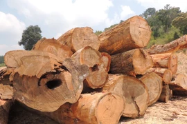 Gỗ tang vật vụ án và gỗ không rõ nguồn gốc được vận chuyển và tập kết tại bãi. (Ảnh: Cao Nguyên/TTXVN)