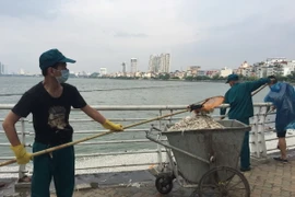 Cá chết được vớt vào xe đẩy mang đi tiêu hủy theo quy định. (Ảnh Mai Linh/TTXVN)