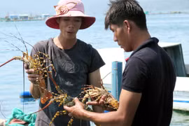 Hình ảnh khám phá 'vương quốc' tôm hùm Nam Trung Bộ