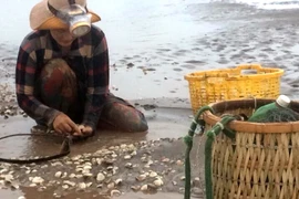 Nghêu nuôi của Hợp tác xã nuôi nghêu Tiến Thành, huyện Châu Thành bị chết trắng bãi. (Ảnh: Thanh Hòa/TTXVN)