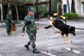 [Mega Story] Năm Tuất tới thăm biệt đội cảnh khuyển xứ Đà thành