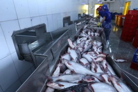 Vận chuyển nguyên liệu cá tra vào nhà máy để chế biến. (Ảnh: Vũ Sinh/TTXVN)