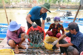 Thu hoạch tôm càng xanh ở xã Vĩnh Hòa, huyện U Minh Thượng, Kiên Giang. (Ảnh: Lê Huy Hải/TTXVN)