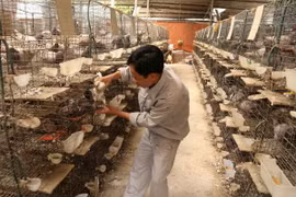 Hợp tác xã chăn nuôi và sản xuất Quốc Anh xã Thụy Liễu, huyện Cẩm Khê, Phú Thọ. (Ảnh: Vũ Sinh/TTXVN)