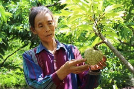 Bà Nguyễn Thị Tuyết, thành viên Hợp tác xã nông nghiệp dịch vụ và thương mại Thanh Sơn (xã Cò Nòi, huyện Mai Sơn, Sơn La) đang chăm sóc na. (Ảnh: Nguyễn Cường/TTXVN)