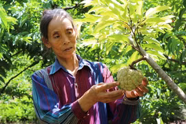 Bà Nguyễn Thị Tuyết, thành viên Hợp tác xã nông nghiệp dịch vụ và thương mại Thanh Sơn (xã Cò Nòi, huyện Mai Sơn, Sơn La) đang chăm sóc na. (Ảnh: Nguyễn Cường/TTXVN)