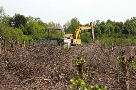 Rừng bãi bồi bị chặt phá trước khi nạo vét bơm ra sông. (Ảnh: Huỳnh Thế Anh/TTXVN)