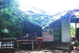 Lốc xoáy khiến nhiều cây xanh bị đổ đè lên mái nhà của các hộ dân thị trấn Ea Súp. (Ảnh: Phạm Cường/TTXVN)
